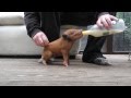 Feeding wild piglets