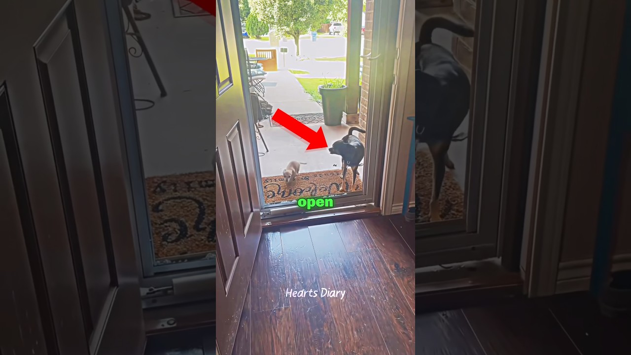 This Dog Stood At an Open Door… She Said “Nope” 😭 | Funny Dog Moment #dog #pets #shorts