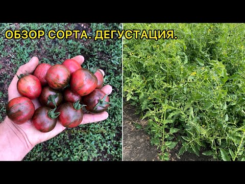 Лила Сари Германия - очень выносливый, урожайный сорт томата.