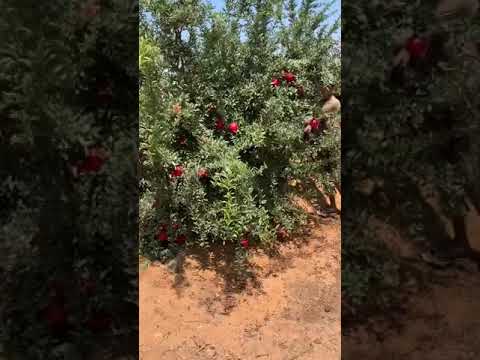 فيديو: كيفية حصاد فاكهة الرمان: متى يتم حصاد الرمان