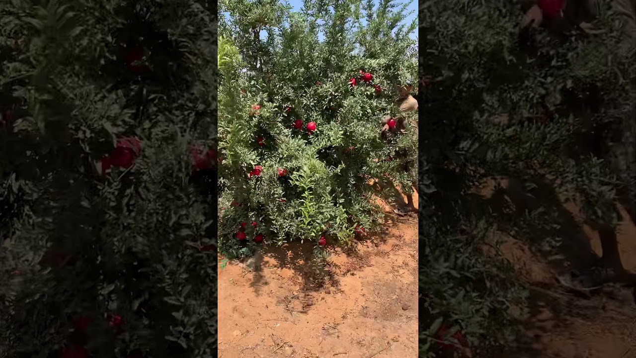 حصاد الرمان ٢٠١٩