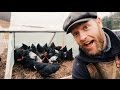 How To Keep Your Chickens Happy This Winter