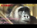ゲンタロウの嫉妬、キンタロウを叩こうとする！！ゲンキママが完璧に守る♪京都市動物園・ゴリラ【Gorilla,Gentaro is jealous.】