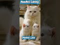 #stalla cat#funny #trendingshorts #cute #youtubeshorts #cat #trending #pets