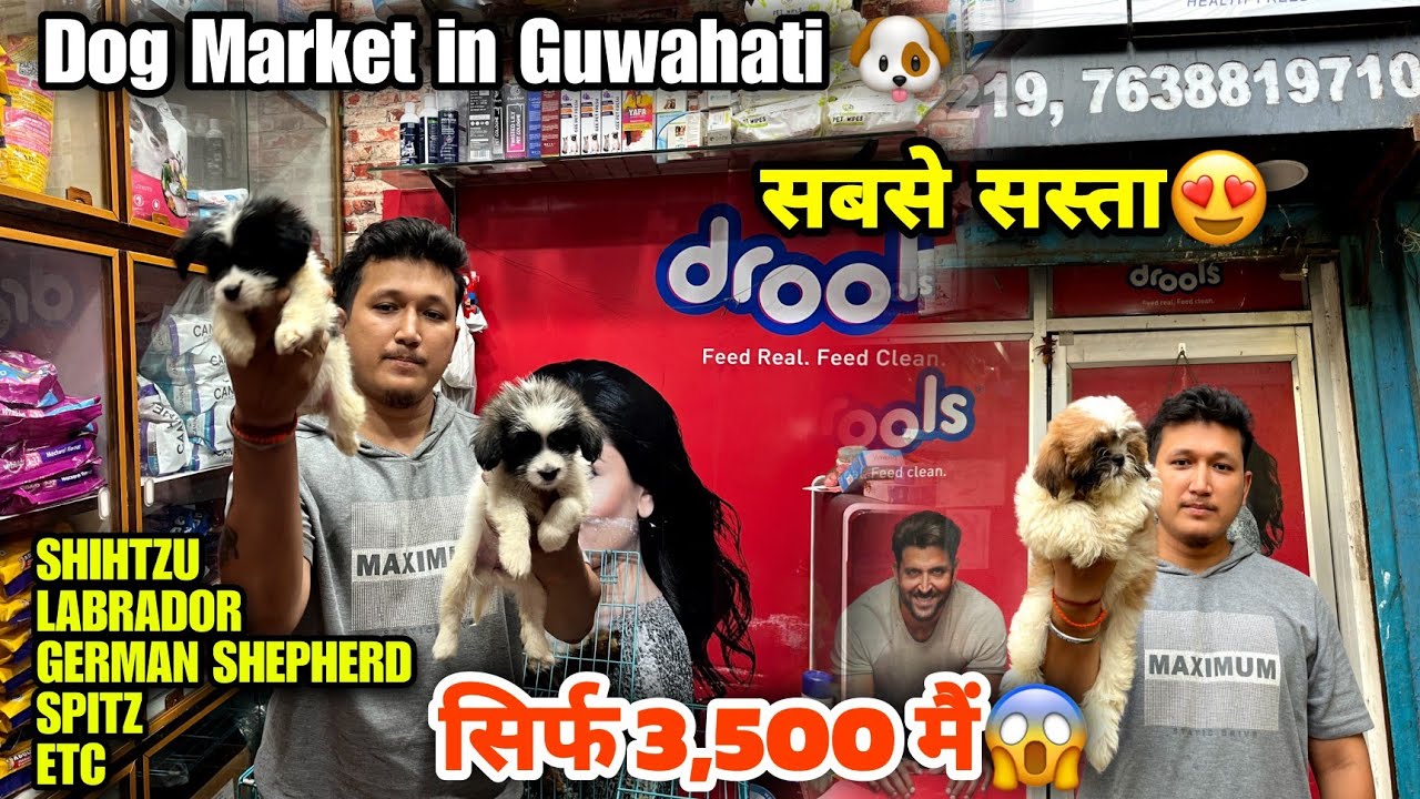 Dog Market In Guwahati Labrador Shihtzu German Shepherd Spitz Etc dog-market-in-guwahati-labrador-shihtzu-german-shepherd-spitz-etc