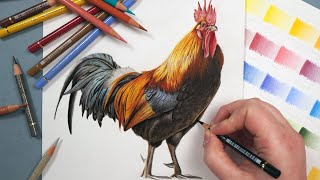 How To Draw Feathers With Colored Pencils