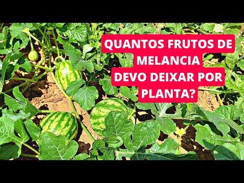 Vídeo: Quantas melancias por planta - Dicas para diluir a fruta da melancia