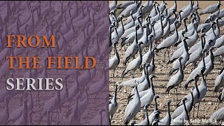 Keeping Our Cranes Safe Home and Abroad - The Threat of Avian Influenza and Other Diseases by International Crane Foundation 309 views 2 years ago 1 hour