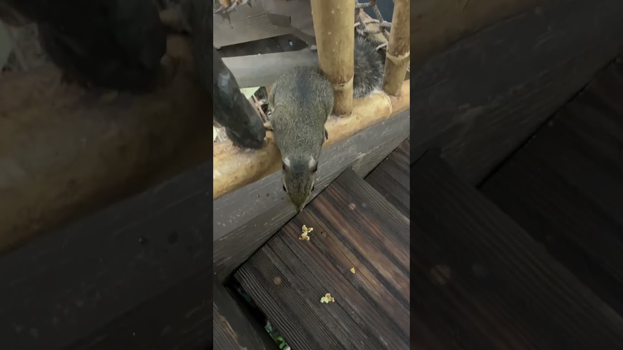Squirrels in Florida