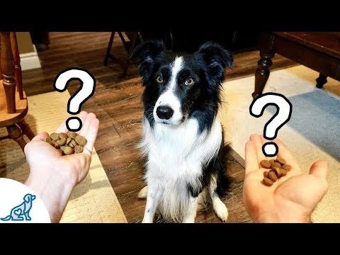 a-game-that-teaches-your-dog-self-control---professional-dog-training-tips
