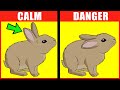 Rabbit Body Language Explained