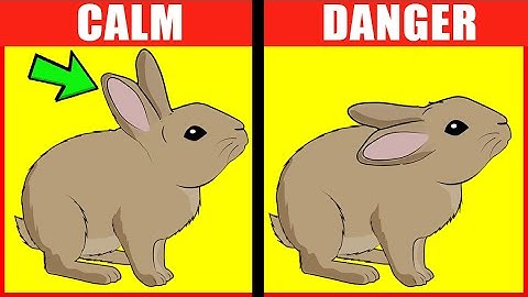 Rabbit Body Language Explained