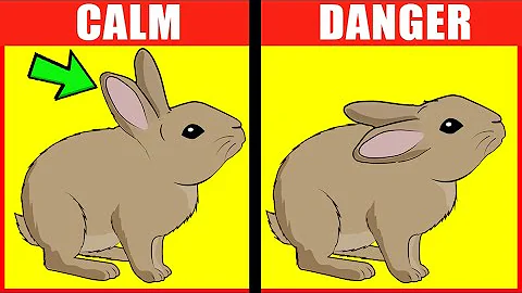 Descifrando el lenguaje corporal de los conejos