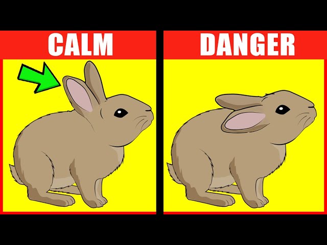 Rabbit Body Language Explained class=