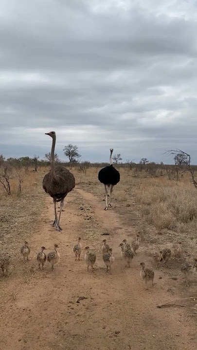 MFAHAMU MBUNI JIKE NA UZAO WAKE