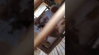 Chào Mào Nghe Là Đầu