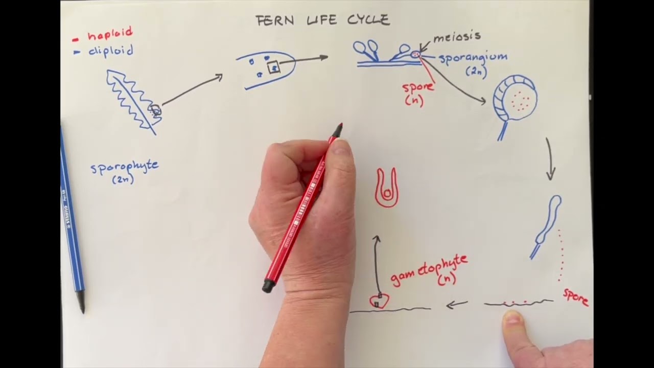 Fern life cycle