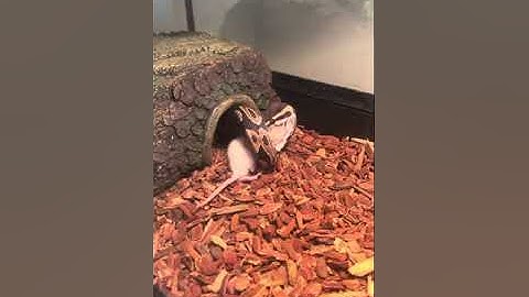 Warning ⛔️ LIVE FEEDING video #pets #animals #ballpython #royalpython #snake #livefeeding #pet #feed