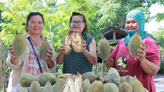 ต้นเบาบับ มหาสมบัติ Baobob Tree ไม้โตเร็ว ไม้ที่นิยมใช้จัดสวนปลูกแล้วขายได้