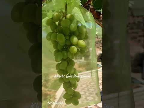 شااااهد حفظ ثمار العنب بطريقة ممتازة من الطيور والحشرات وبالإضافة لإمكانية رشها بالمبيدات مع التهوية