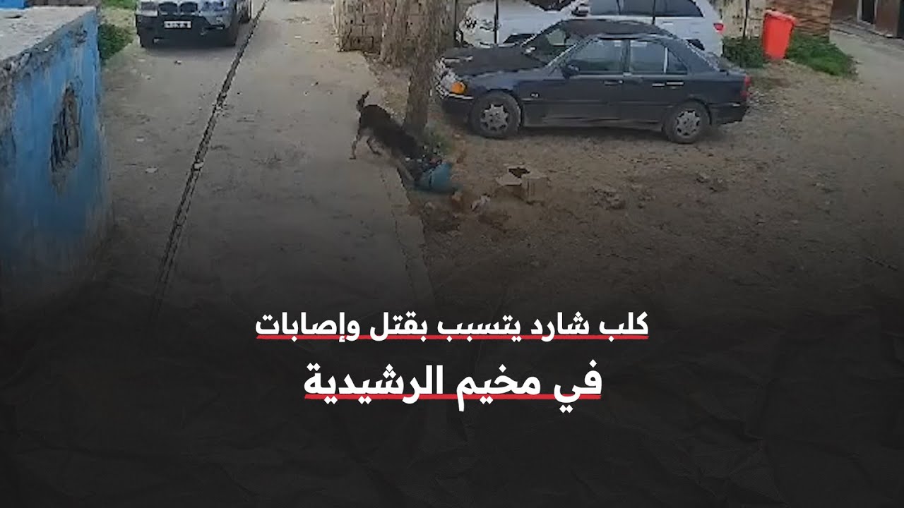 كلاب شاردة خطيرة تسبب هلعاً وخوفاً في مخيمي الرشيدية والبص جنوبي لبنان