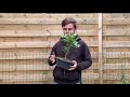 Comment dbuter en bonsai conseil dbutant