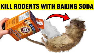 How To Kill Mice & Rats (RODENTS) with Baking Soda