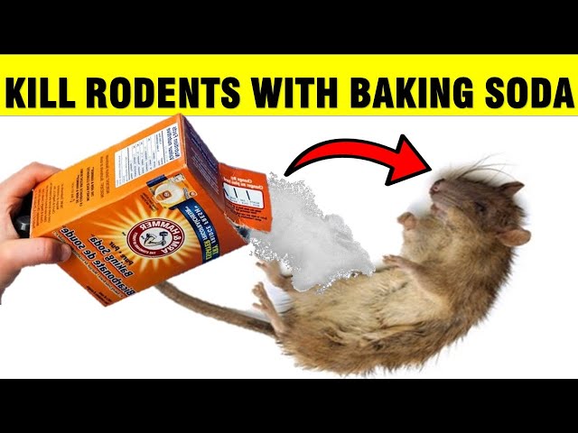 How To Kill Mice & Rats (RODENTS) with Baking Soda 