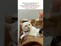 Neend😴 #tweetreels #catmemes #aesthetic #lofichill #sadquotes #funnyvideo #trending
