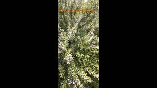 Rosemary flowers ،  Rosemary ، إكليل الجبل ،  shorts