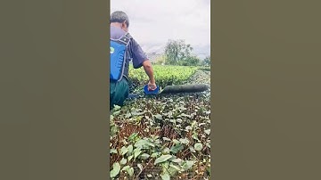 The Pruning Process of Artificial Tea Trees: Promoting Growth