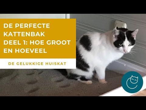 DE PERFECTE KATTENBAK 1: HOE GROOT EN HOEVEEL HEB JE ER NODIG? - De gelukkige huiskat - Kattengedrag