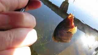 a good time fishing Middle River Broward County Florida
