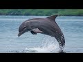 「独り言イルカ」がSNSで大人気!ユーモアの中にある切なさに「心に残った」と話題🐬