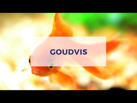 Video: Slaap Goudvis?