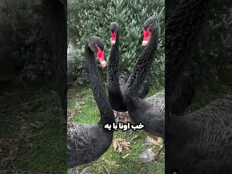 این دو قو عاشق هم هستند و هر دو نرند