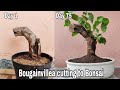 Bougainvillea cutting to Bonsai, How to grow Bougainvillea from cutting