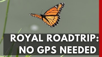 How Animals Use Earth’s Magnetic Field to Navigate | Nature’s GPS Explained