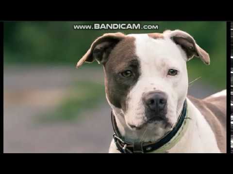 აგრესიული ძიშები