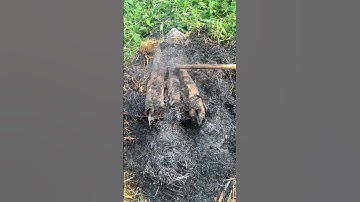 Cá lóc nướng rơm @anankhampha #shorts #monngonmoingay #mientay #giaitri