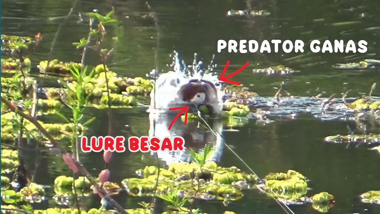 7 Sambaran terganas..!! Predator besar air tawar yang melibas lure kami || Kompilasi