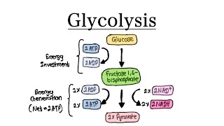 Glycolysis | MCAT Biochemistry