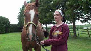 Worlds Best Cream Equine Product - Amy Legault