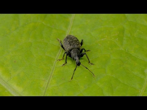 Video: Grauer Südlicher Rüsselkäfer - Sämlingsfresser