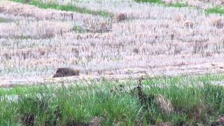 Rice Field Coyote