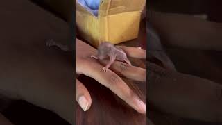 Download Lagu Squirrel 🐿️ play time MP3 Download Lagu Squirrel 🐿️ play time MP3