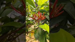 Trồng Cây Hoa Mẫu Đơn Trước Nhà - Tài Lộc Hay Tai Họa