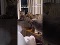 Как стемнеет кассу будем брать джентльмены удачи Memes Cats путин мем мемы джентльменыудачи Как стемнеет кассу будем брать джентльмены удачи Memes Cats путин мем мемы джентльменыудачи