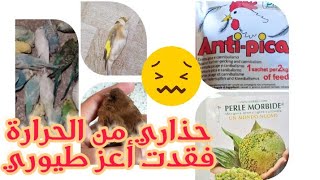 طريقة تقديم perle morbide  و منتج anti pica و إعطاء الدوش يومياً للطيور