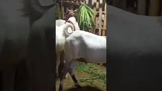 Bakra full stock price tomuch high 😱❤️